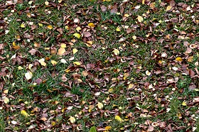 Textures   -   NATURE ELEMENTS   -   VEGETATION   -   Leaves dead  - Leaves dead texture seamless 13149 (seamless)