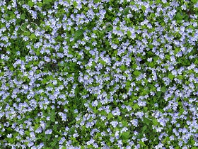 Textures   -   NATURE ELEMENTS   -   VEGETATION   -  Flowery fields - Meadow of veronica chamaedrys texture seamless 20584