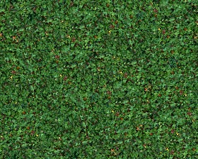 Textures   -   NATURE ELEMENTS   -   VEGETATION   -  Green grass - Green grass texture seamless 13000
