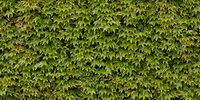 Textures   -   NATURE ELEMENTS   -   VEGETATION   -  Hedges - Green hedge texture seamless 13101