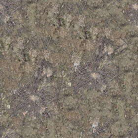 Textures   -   NATURE ELEMENTS   -   SOIL   -  Ground - Ground texture seamless 12844