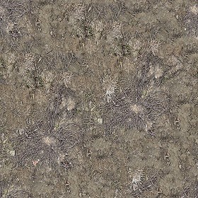 Textures   -   NATURE ELEMENTS   -   SOIL   -   Ground  - Ground texture seamless 12844 (seamless)