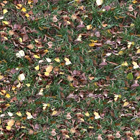 Textures   -   NATURE ELEMENTS   -   VEGETATION   -   Leaves dead  - Leaves dead texture seamless 13150 (seamless)