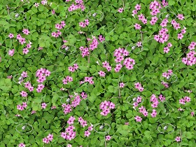 Textures   -   NATURE ELEMENTS   -   VEGETATION   -  Flowery fields - Meadow of oxalis rubra texture seamless 20585