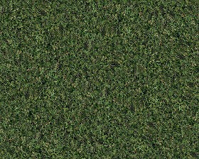 Textures   -   NATURE ELEMENTS   -   VEGETATION   -  Green grass - Green grass texture seamless 13001