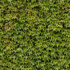 Textures   -   NATURE ELEMENTS   -   VEGETATION   -  Hedges - Green hedge texture seamless 13102