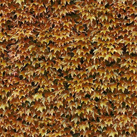 Textures   -   NATURE ELEMENTS   -   VEGETATION   -   Hedges  - Autumn hedge texture seamless 13103 (seamless)