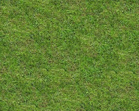 Textures   -   NATURE ELEMENTS   -   VEGETATION   -   Green grass  - Green grass texture seamless 13002 (seamless)