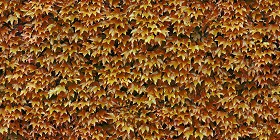Textures   -   NATURE ELEMENTS   -   VEGETATION   -   Hedges  - Autumn hedge texture seamless 13104 (seamless)