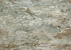 Textures   -   NATURE ELEMENTS   -  BARK - Bark texture seamless 12344