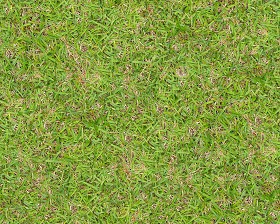 Textures   -   NATURE ELEMENTS   -   VEGETATION   -  Green grass - Green grass texture seamless 13003