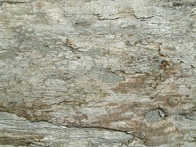 Textures   -   NATURE ELEMENTS   -  BARK - Bark texture seamless 12345