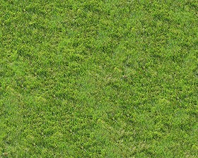 Textures   -   NATURE ELEMENTS   -   VEGETATION   -  Green grass - Green grass texture seamless 13004