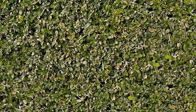 Textures   -   NATURE ELEMENTS   -   VEGETATION   -  Hedges - Green hedge texture seamless 13105