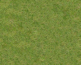 Textures   -   NATURE ELEMENTS   -   VEGETATION   -  Green grass - Green grass texture seamless 13005