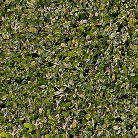 Textures   -   NATURE ELEMENTS   -   VEGETATION   -   Hedges  - Green hedge texture seamless 13106 (seamless)