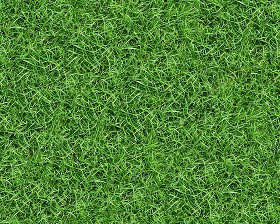 Textures   -   NATURE ELEMENTS   -   VEGETATION   -  Green grass - Green grass texture seamless 13006