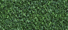 Textures   -   NATURE ELEMENTS   -   VEGETATION   -  Hedges - Green hedge texture seamless 13107
