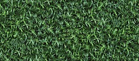 Textures   -   NATURE ELEMENTS   -   VEGETATION   -   Hedges  - Green hedge texture seamless 13107 (seamless)