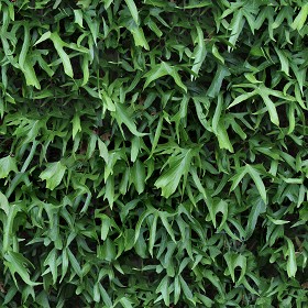 Textures   -   NATURE ELEMENTS   -   VEGETATION   -  Hedges - Green hedge texture seamless 13108