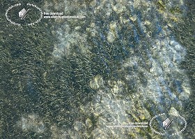 Textures   -   NATURE ELEMENTS   -   WATER   -   Streams  - Water with seaweed and stones texture seamless 18218 (seamless)