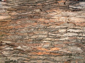 Textures   -   NATURE ELEMENTS   -  BARK - Bark texture seamless 12349