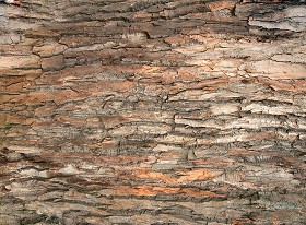 Textures   -   NATURE ELEMENTS   -   BARK  - Bark texture seamless 12349 (seamless)