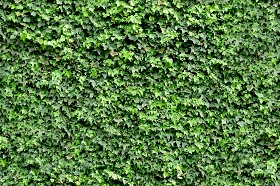 Textures   -   NATURE ELEMENTS   -   VEGETATION   -  Hedges - Ivy hedge texture seamless 13109