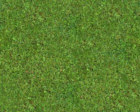Textures   -   NATURE ELEMENTS   -   VEGETATION   -  Green grass - Green grass texture seamless 13009
