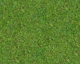 Textures   -   NATURE ELEMENTS   -   VEGETATION   -   Green grass  - Green grass texture seamless 13009 (seamless)