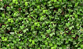 Textures   -   NATURE ELEMENTS   -   VEGETATION   -  Hedges - Ivy hedge texture seamless 13110