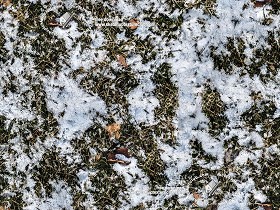 Textures   -   NATURE ELEMENTS   -  SNOW - Grass with splashes of snow texture seamless 20211