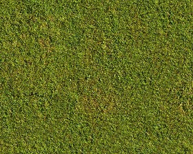 Textures   -   NATURE ELEMENTS   -   VEGETATION   -  Green grass - Green grass texture seamless 13010