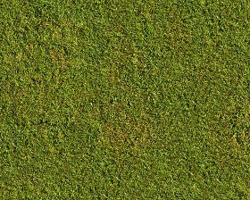 Textures   -   NATURE ELEMENTS   -   VEGETATION   -   Green grass  - Green grass texture seamless 13010 (seamless)