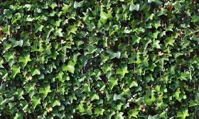 Textures   -   NATURE ELEMENTS   -   VEGETATION   -  Hedges - Ivy hedge texture seamless 13111