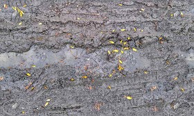 Textures   -   NATURE ELEMENTS   -   SOIL   -  Mud - Mud with leaves texture seamless 21308