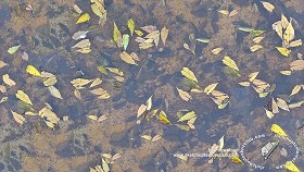 Textures   -   NATURE ELEMENTS   -   WATER   -   Streams  - Water with dead leaves texture seamless 19256 (seamless)