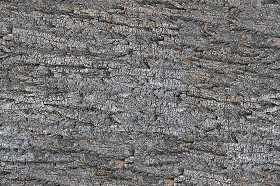 Textures   -   NATURE ELEMENTS   -  BARK - Bark texture seamless 12352