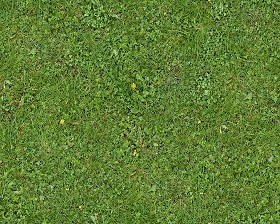 Textures   -   NATURE ELEMENTS   -   VEGETATION   -  Green grass - Green grass texture seamless 13011
