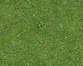 Textures   -   NATURE ELEMENTS   -   VEGETATION   -   Green grass  - Green grass texture seamless 13011 (seamless)