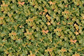 Textures   -   NATURE ELEMENTS   -   VEGETATION   -  Hedges - Ivy hedge texture seamless 13112