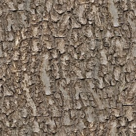 Textures   -   NATURE ELEMENTS   -  BARK - Bark texture seamless 12353