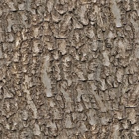 Textures   -   NATURE ELEMENTS   -   BARK  - Bark texture seamless 12353 (seamless)