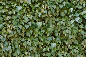 Textures   -   NATURE ELEMENTS   -   VEGETATION   -  Hedges - Ivy hedge texture seamless 13113
