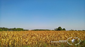 Textures   -   BACKGROUNDS &amp; LANDSCAPES   -   NATURE   -  Countrysides &amp; Hills - Cornfield countrysides landscape texture 17969