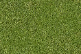 Textures   -   NATURE ELEMENTS   -   VEGETATION   -  Green grass - Green grass texture seamless 13013