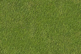 Textures   -   NATURE ELEMENTS   -   VEGETATION   -   Green grass  - Green grass texture seamless 13013 (seamless)