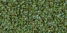 Textures   -   NATURE ELEMENTS   -   VEGETATION   -  Hedges - Ivy hedge texture seamless 13114