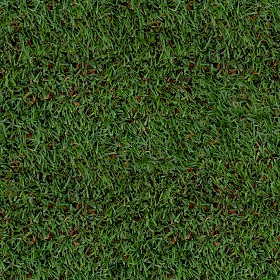 Textures   -   NATURE ELEMENTS   -   VEGETATION   -  Green grass - Green grass texture seamless 13014