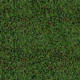 Textures   -   NATURE ELEMENTS   -   VEGETATION   -   Green grass  - Green grass texture seamless 13014 (seamless)